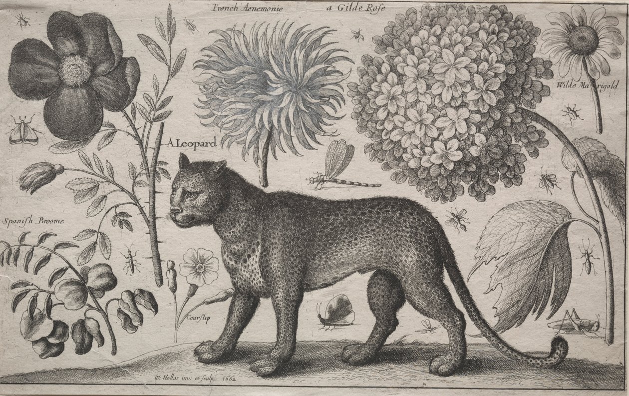 动植物：有植物和昆虫的豹，1662年。 作者 瓦茨劳斯·霍拉尔