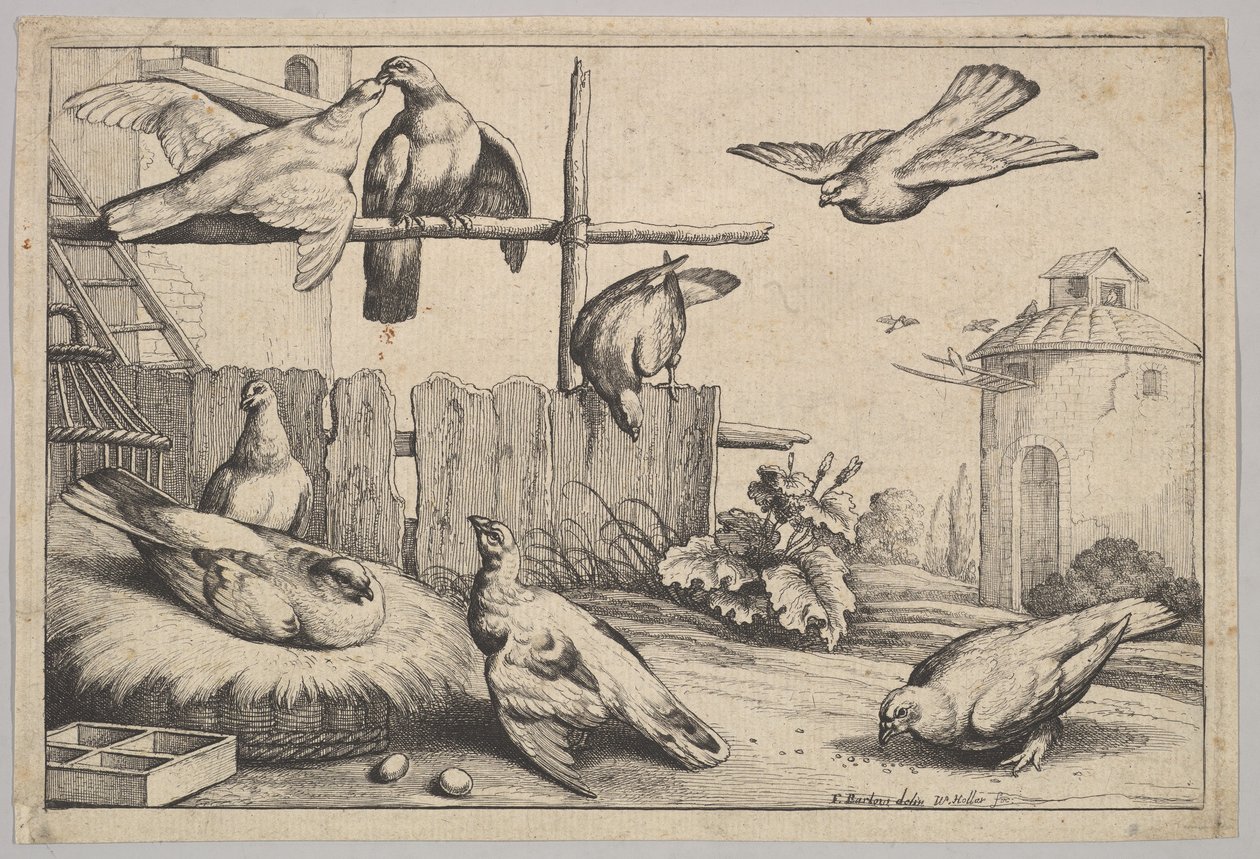 八只鸽子，1625-77年。 作者 瓦茨劳斯·霍拉尔