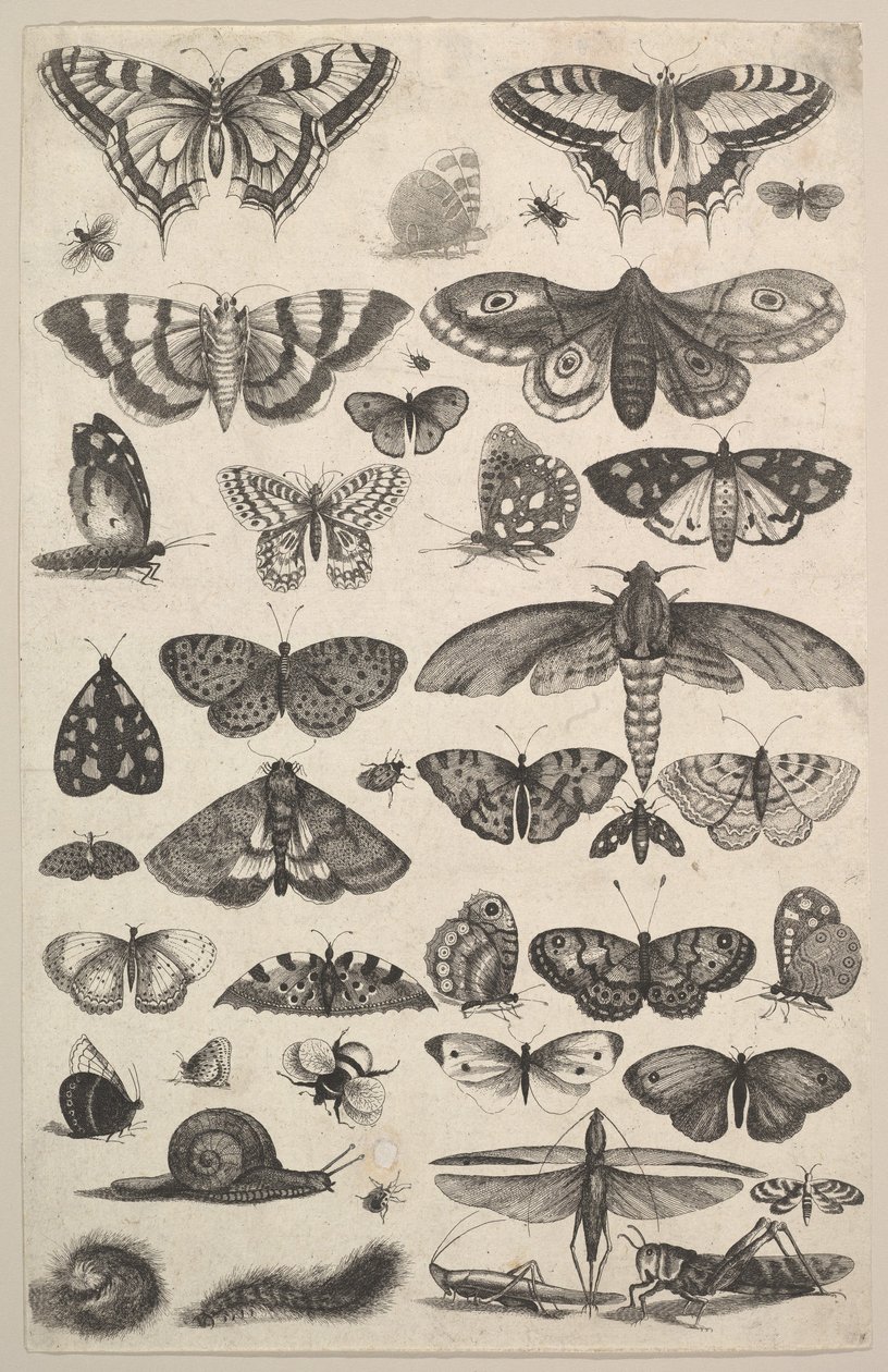 1625-77年，包括飞蛾和蝴蝶在内的41种昆虫。 作者 瓦茨劳斯·霍拉尔