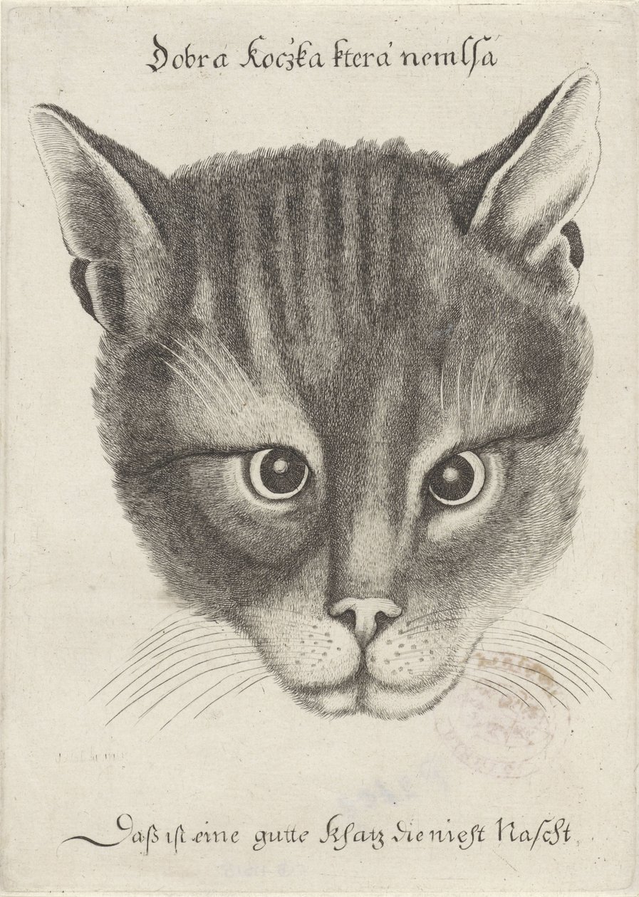 猫头 作者 瓦茨劳斯·霍拉尔