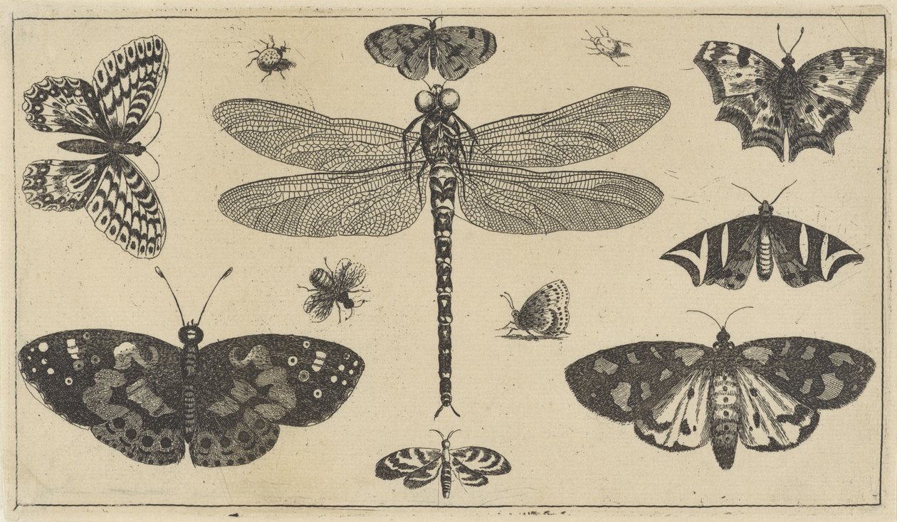 蜻蜓、瓢虫和蝴蝶 各种昆虫（系列名称） Diversae Insectorum（系列名称） 作者 瓦茨劳斯·霍拉尔