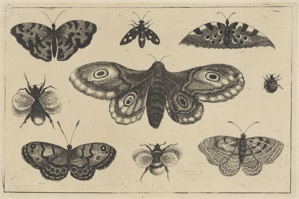 飞蛾、四只蝴蝶、两只大黄蜂和两只其他昆虫
各种昆虫（系列名称）
Diversae Insectorum（系列名称） 作者 瓦茨劳斯·霍拉尔