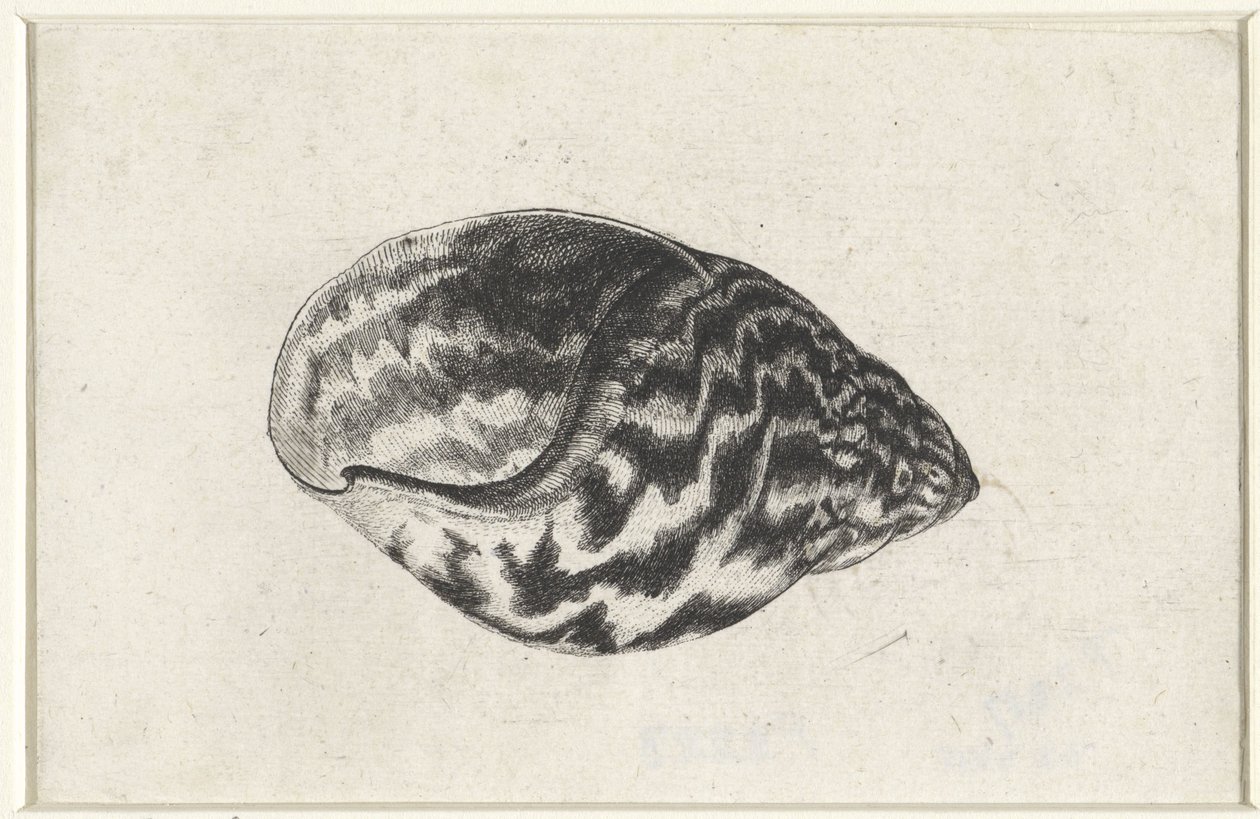 Schelp, achatina achatina
Schelpen（系列名称） 作者 瓦茨劳斯·霍拉尔