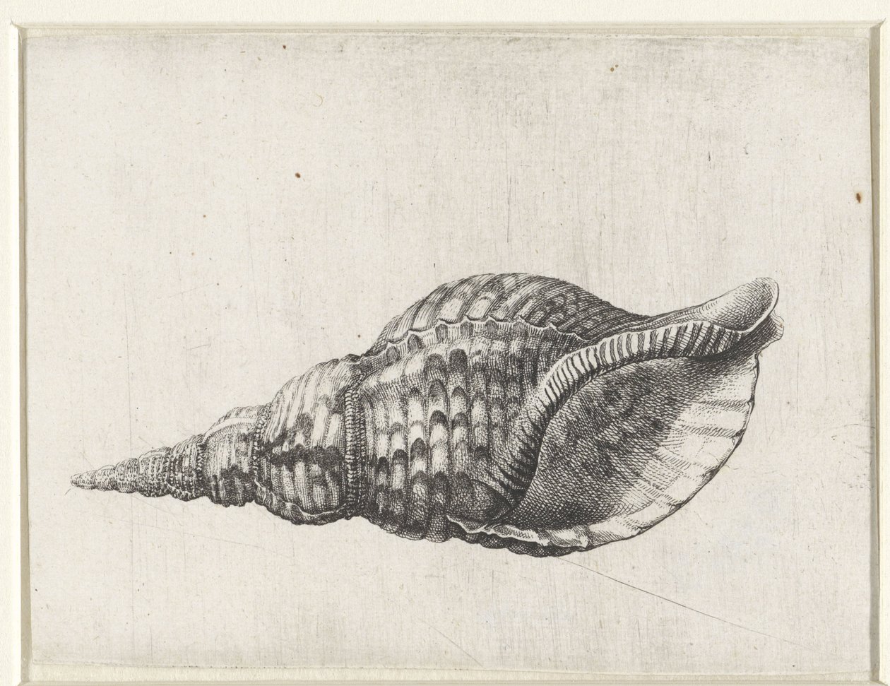 Schelp, charonia tritonis Schelpen (series title) 作者 瓦茨劳斯·霍拉尔