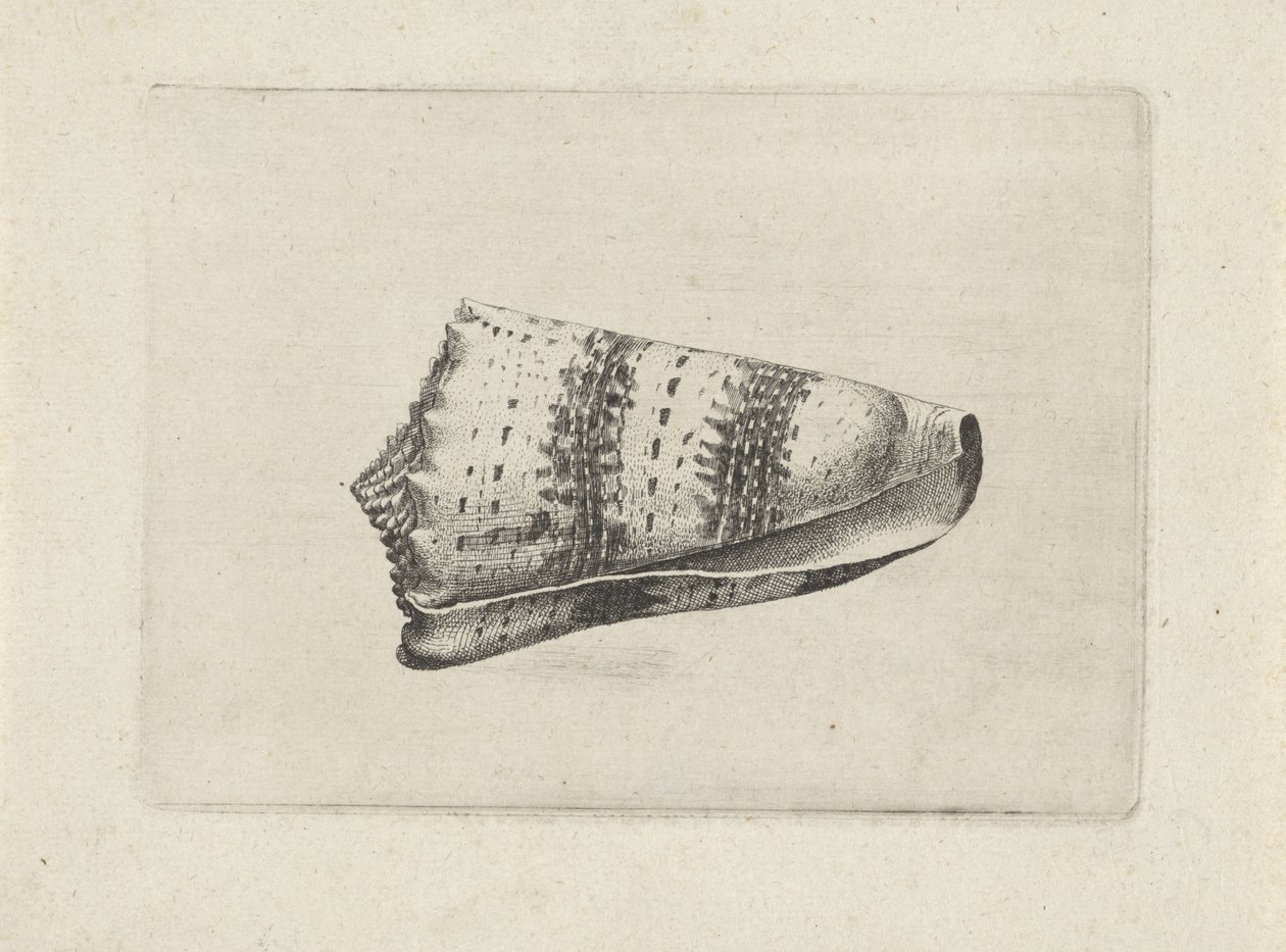 Schelp, conus imperialis
Schelpen（系列名称） 作者 瓦茨劳斯·霍拉尔
