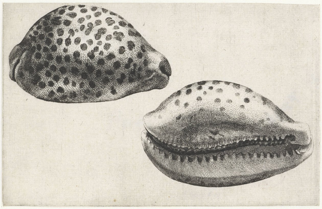 Schelp, cypraea tigris
雪笔 作者 瓦茨劳斯·霍拉尔