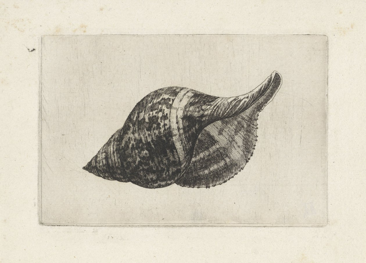 Schelp, fasciolaria tulipa (郁金香花瓣)
Schelpen （系列名称） 作者 瓦茨劳斯·霍拉尔