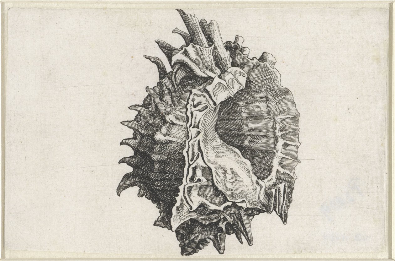Schelp，phyllonotus erythrostomus
Schelpen （系列名称） 作者 瓦茨劳斯·霍拉尔