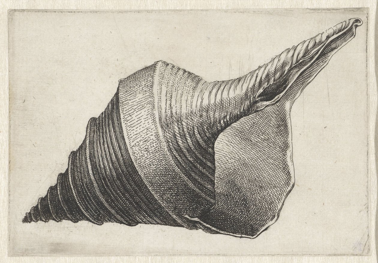 Schelp, syrinx aruanus
Schelpen （系列名称） 作者 瓦茨劳斯·霍拉尔