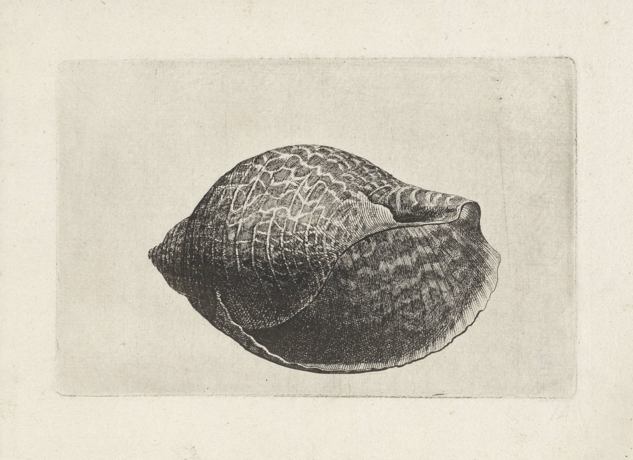 Schelp, tonna perdix
Schelpen （系列名称） 作者 瓦茨劳斯·霍拉尔