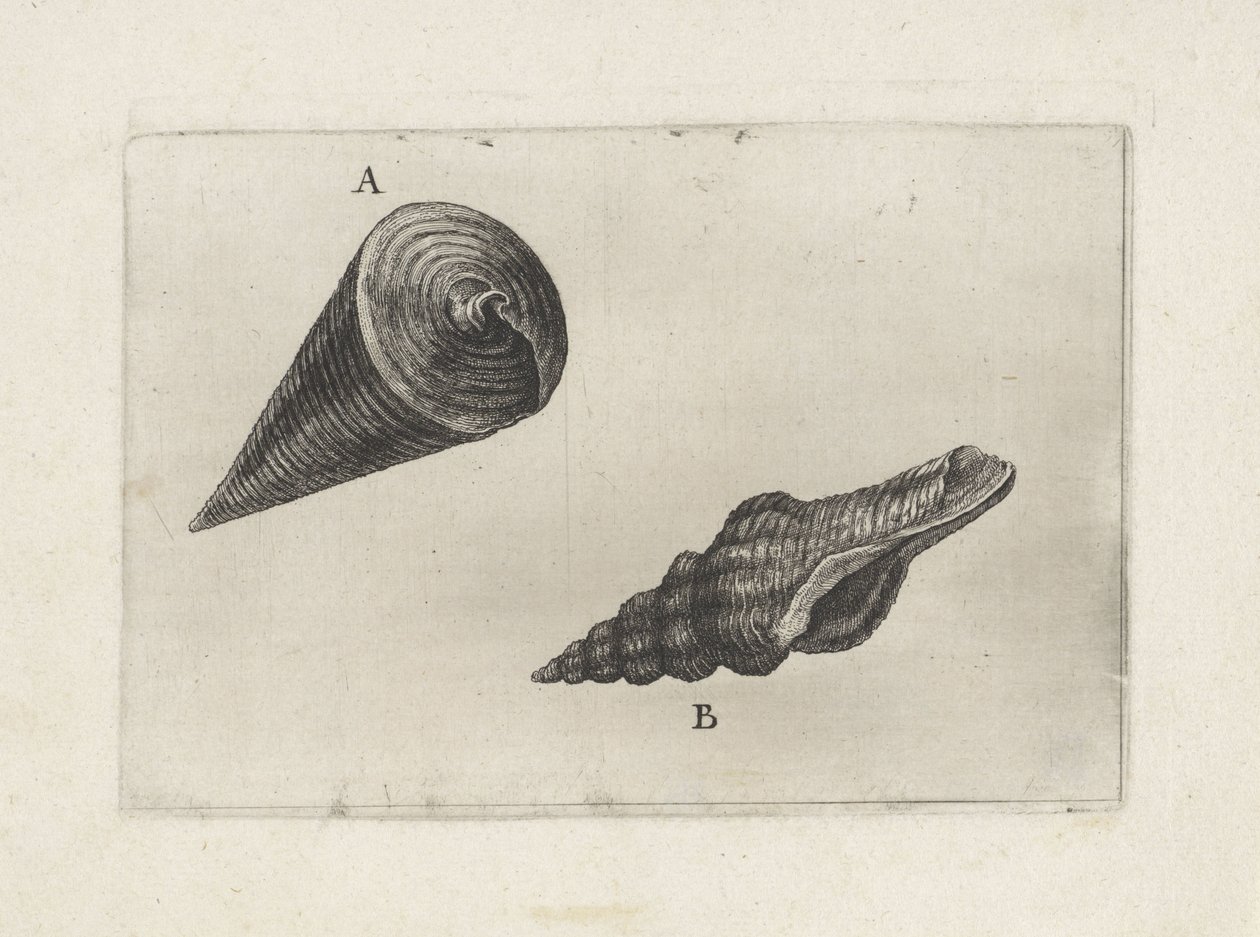 贝壳，telescopium telescopium (A) 和 fusinus laticostatus (B)
贝壳（系列标题） 作者 瓦茨劳斯·霍拉尔