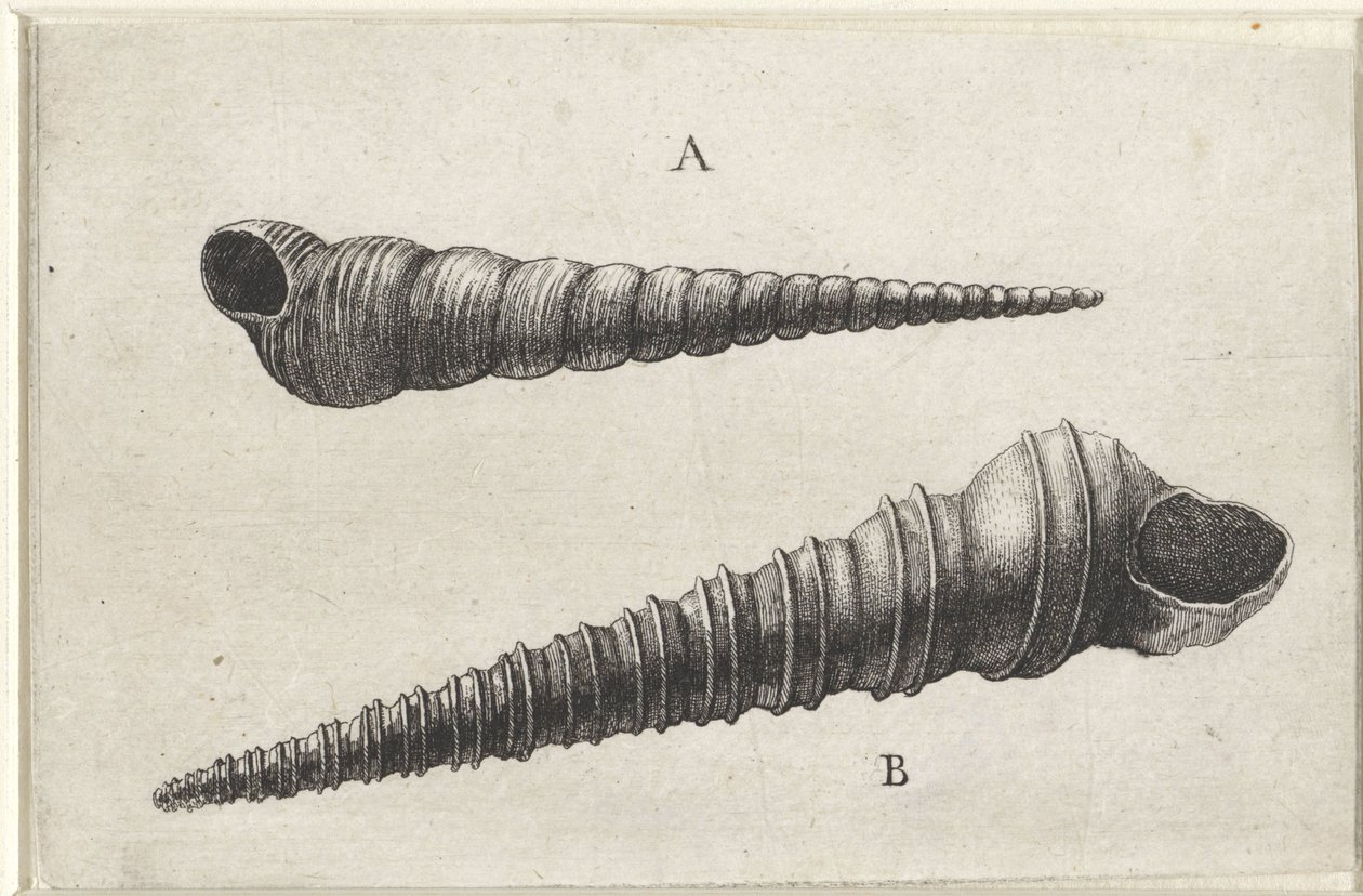 Schelpen, turritella terebra (A) en turritella duplicata (B)
Schelpen （系列名称） 作者 瓦茨劳斯·霍拉尔