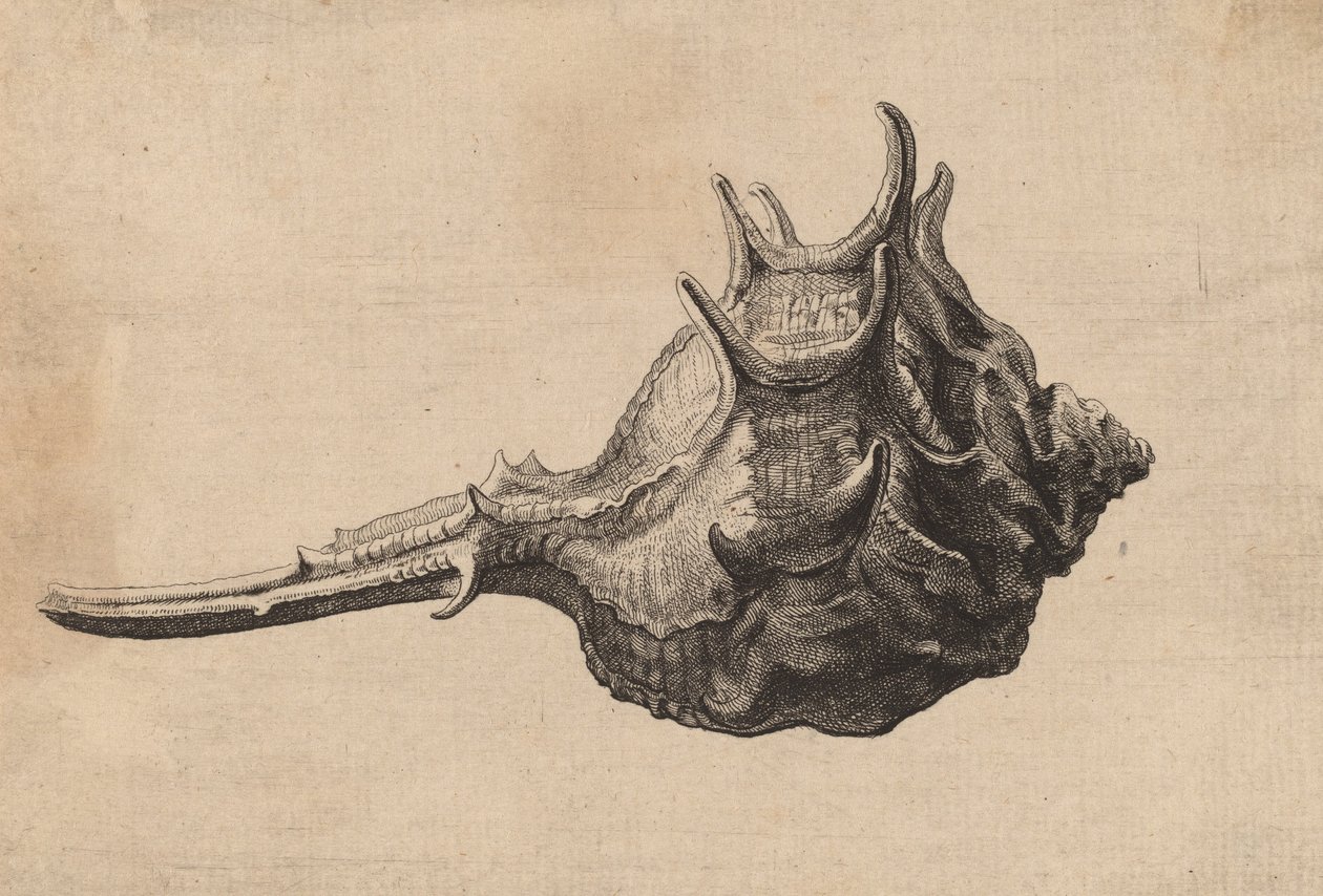 贝壳Murex brandaris，约1645年。 作者 瓦茨劳斯·霍拉尔