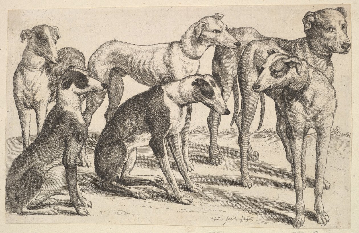 六只猎犬，1646年。 作者 瓦茨劳斯·霍拉尔