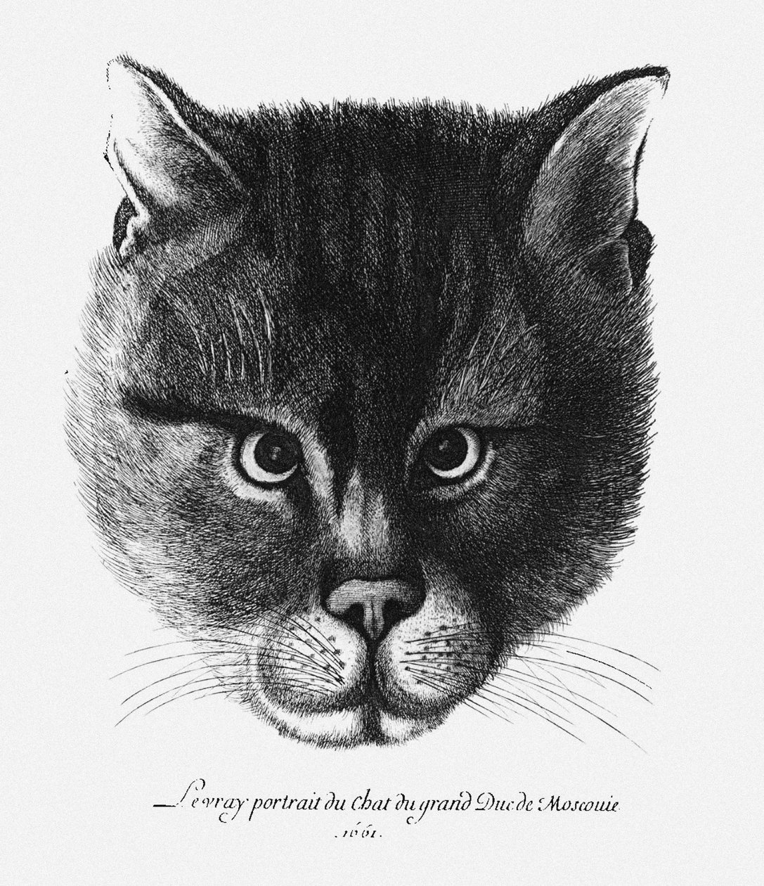 俄罗斯沙皇亚历克西斯一世·米哈伊洛维奇的猫的真实画像 作者 瓦茨劳斯·霍拉尔