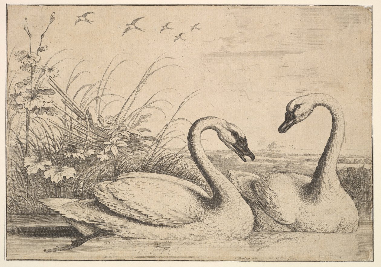 两只天鹅，1654-58。 作者 瓦茨劳斯·霍拉尔