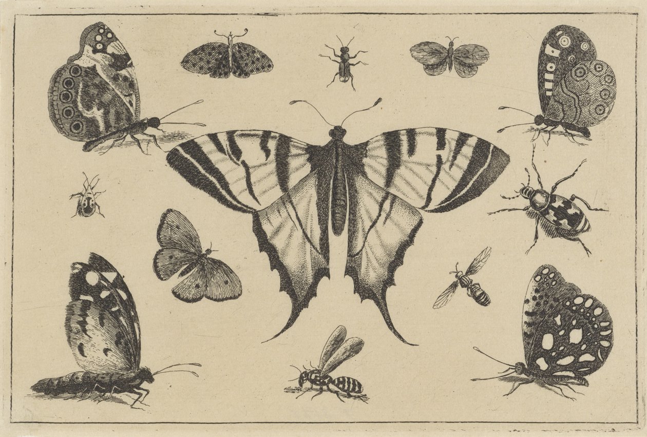 蝴蝶、黄蜂和其他昆虫
各种昆虫（系列名称）
Diversae Insectorum（系列名称） 作者 瓦茨劳斯·霍拉尔