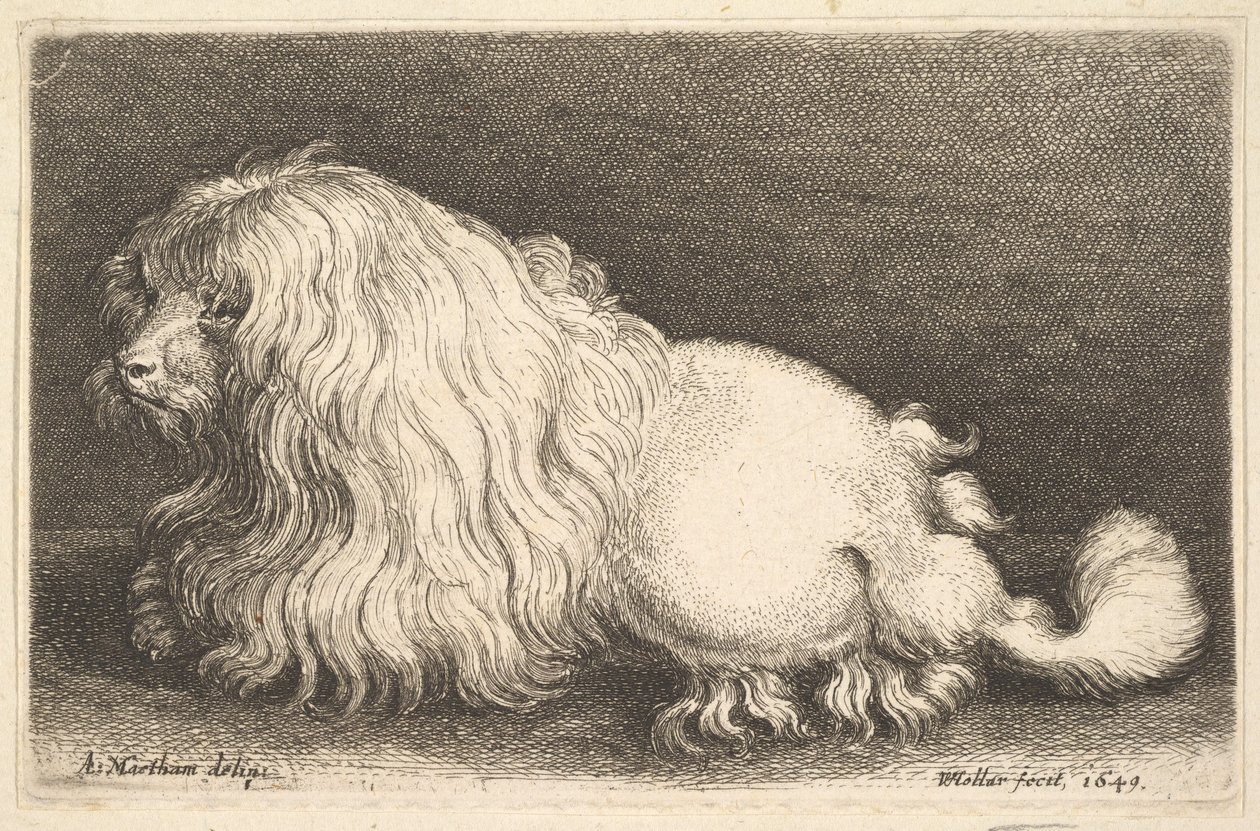 白狗，1649年。 作者 瓦茨劳斯·霍拉尔
