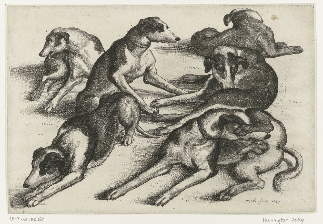Zes liggende jachthonden Jacht, jachthonden en wild (series title) 作者 瓦茨劳斯·霍拉尔