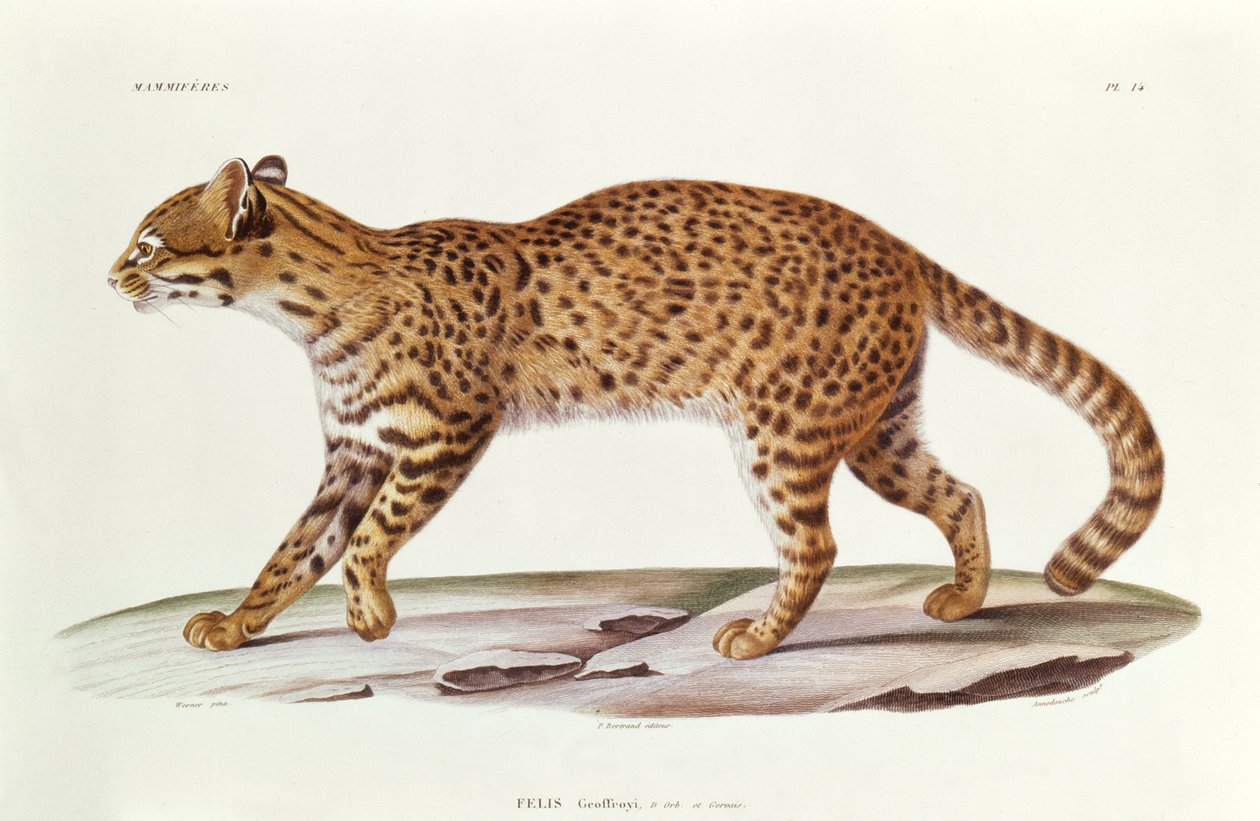 Geoffreys Cat（felis Geoffroyi）插图来自南美洲由Alcide dOrbigny旅行，由Annedouche雕刻，1847年 作者 维尔纳维尔纳