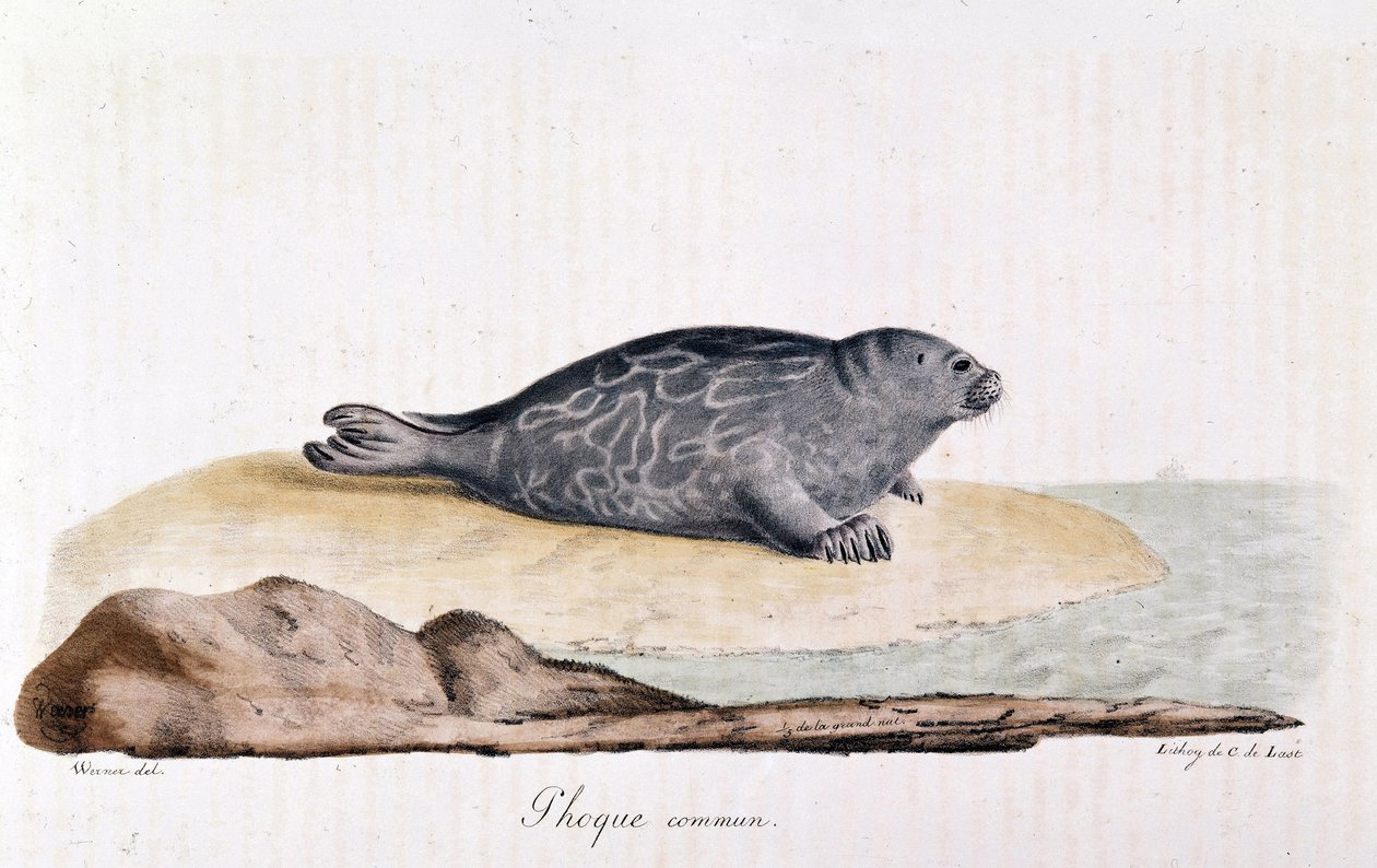 Seal comm - Werner 的画作 作者 维尔纳维尔纳