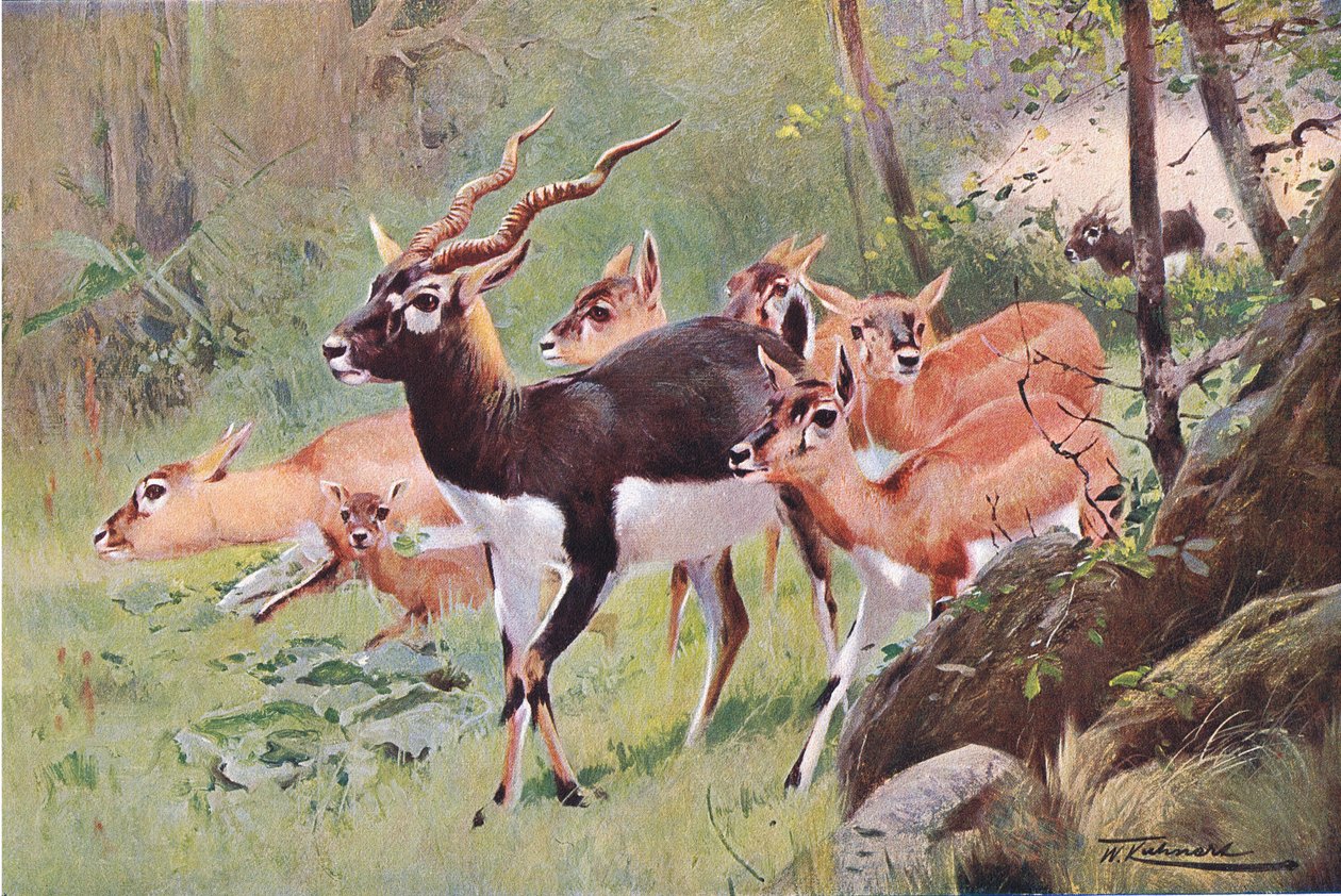 Black Buck，来自Frederick Warne＆Co出版的“世界野生动物”，c.1900 作者 威廉·库纳特