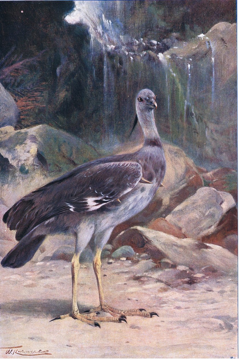 Crested Screamer，来自Frederick Warne＆Co出版的“世界野生动物”，c.1900 作者 威廉·库纳特