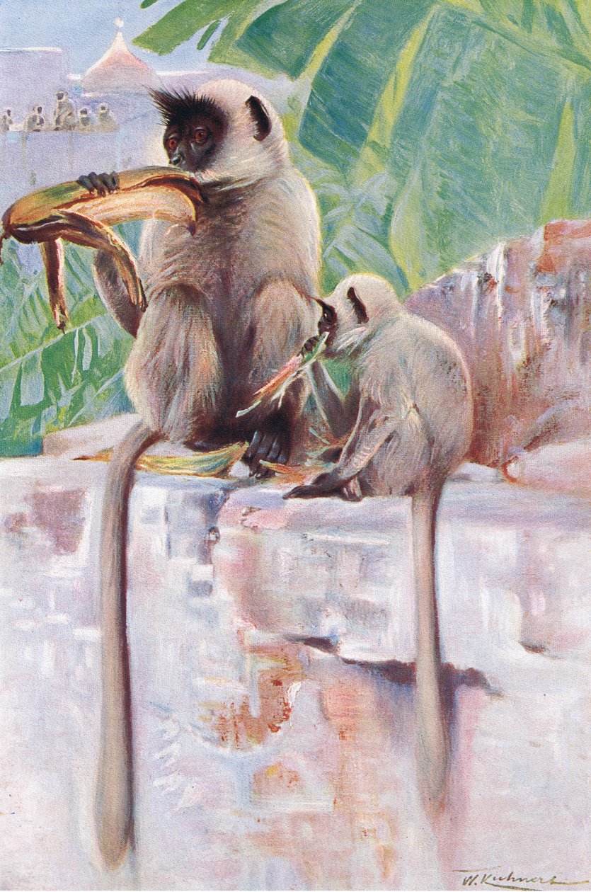 Hanuman Monkey，来自Frederick Warne＆Co出版的“世界野生动物”，c.1900 作者 威廉·库纳特