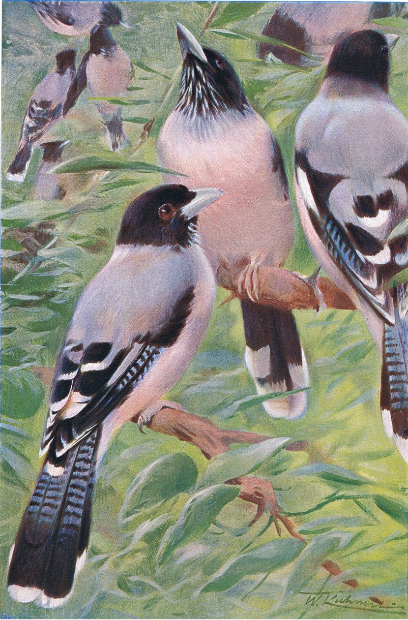 Lanceolated Jay，来自Frederick Warne＆Co出版的“世界野生动物”，c.1900 作者 威廉·库纳特