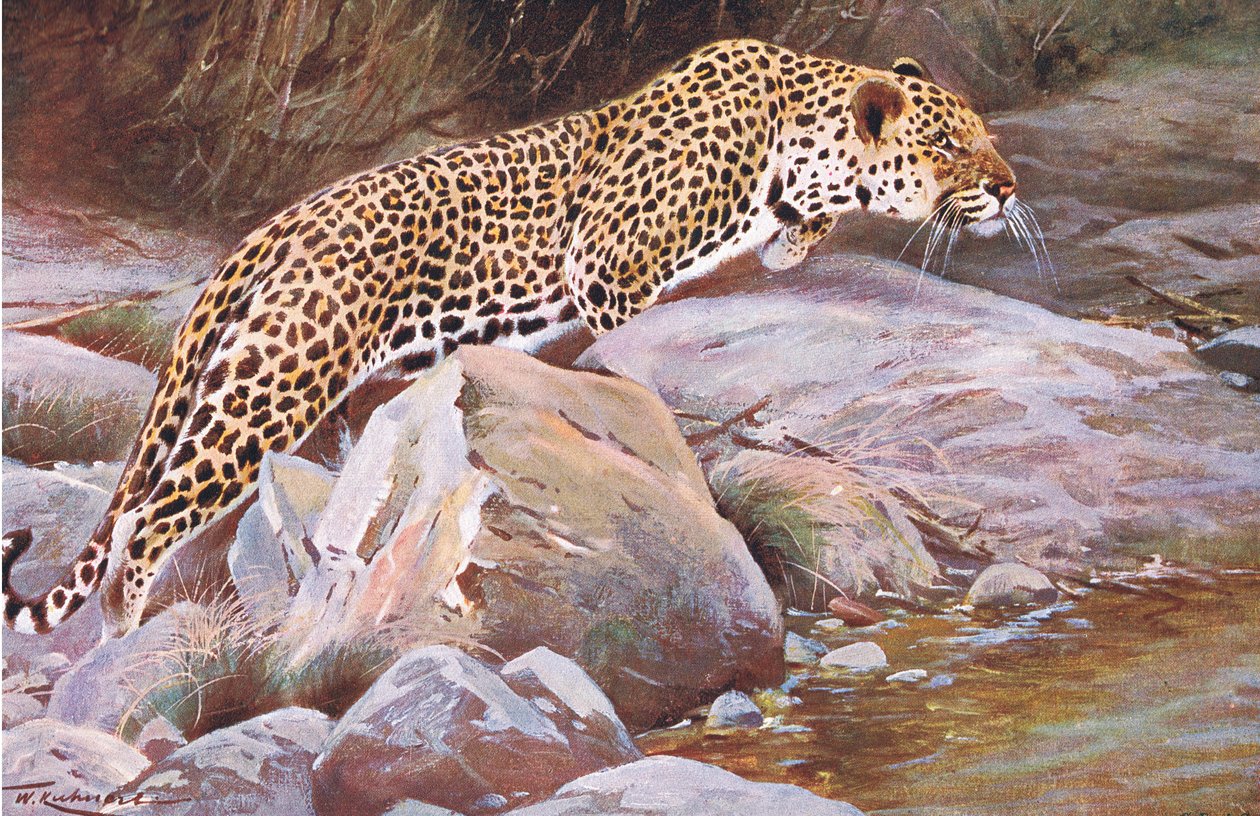 Leopard，来自Frederick Warne＆Co出版的“世界野生动物”，c.1900 作者 威廉·库纳特