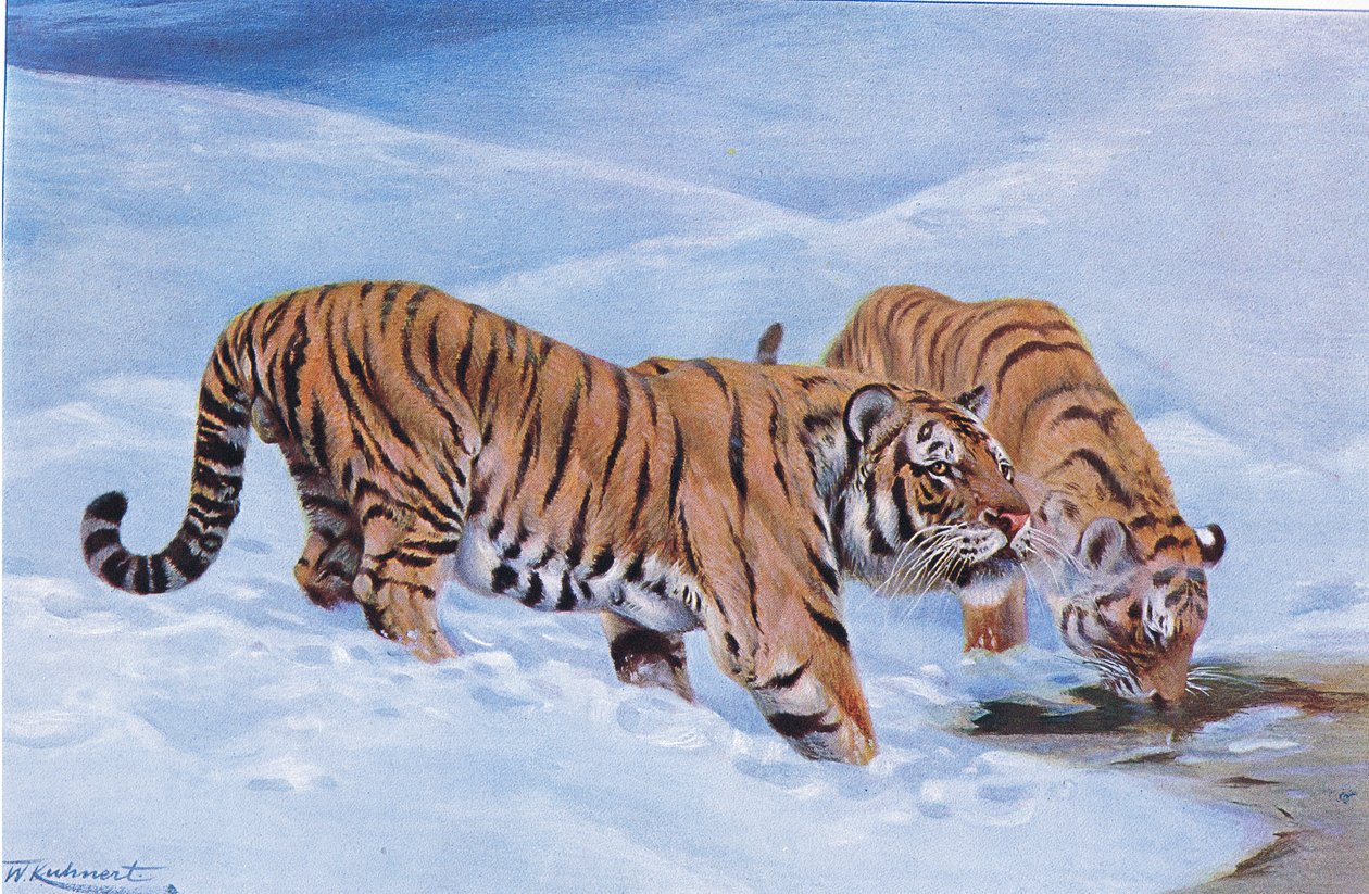 Manchurian Tiger，来自Frederick Warne＆Co出版的“世界野生动物”，c.1900 作者 威廉·库纳特