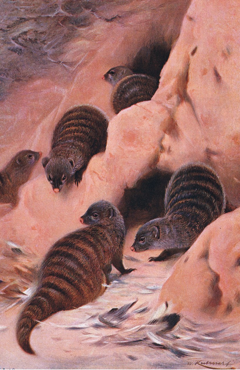 带状猫鼬，来自世界野生动物的插图，c.1910 作者 威廉·库纳特