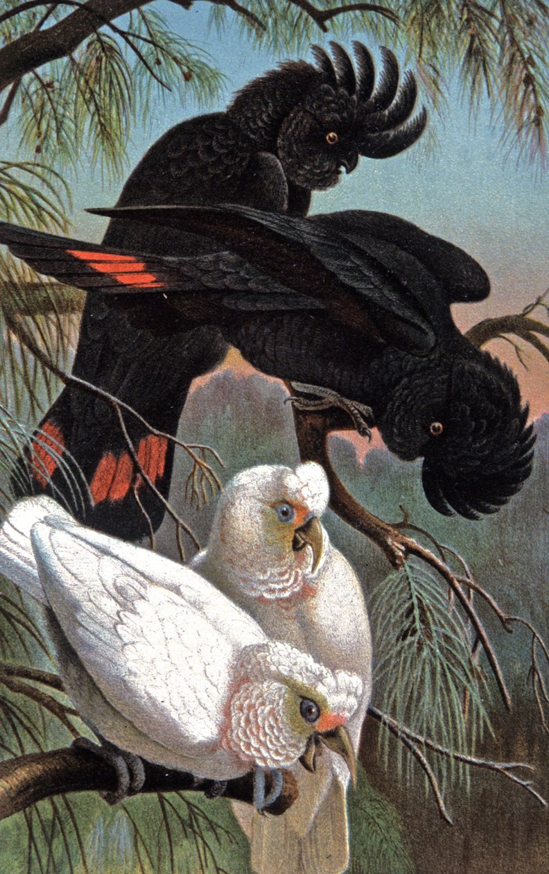 班克斯凤头鹦鹉，c.1910（插图） 作者 威廉·库纳特