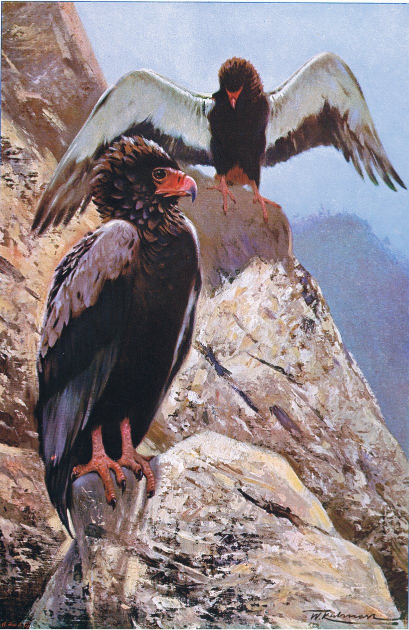 Bateleur Eagle，来自世界野生动物的插图，c.1910 作者 威廉·库纳特