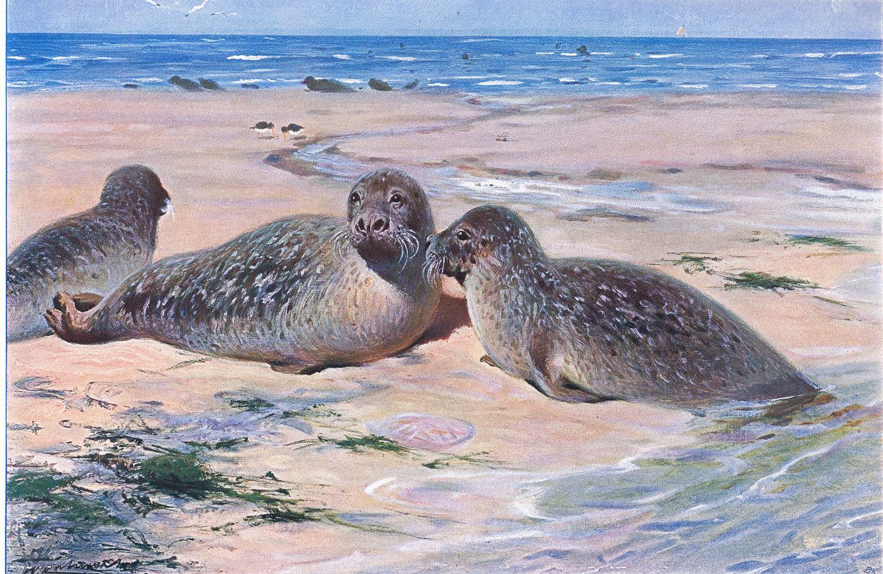 Common Seal，来自Frederick Warne＆Co出版的“世界野生动物”，c.1900 作者 威廉·库纳特