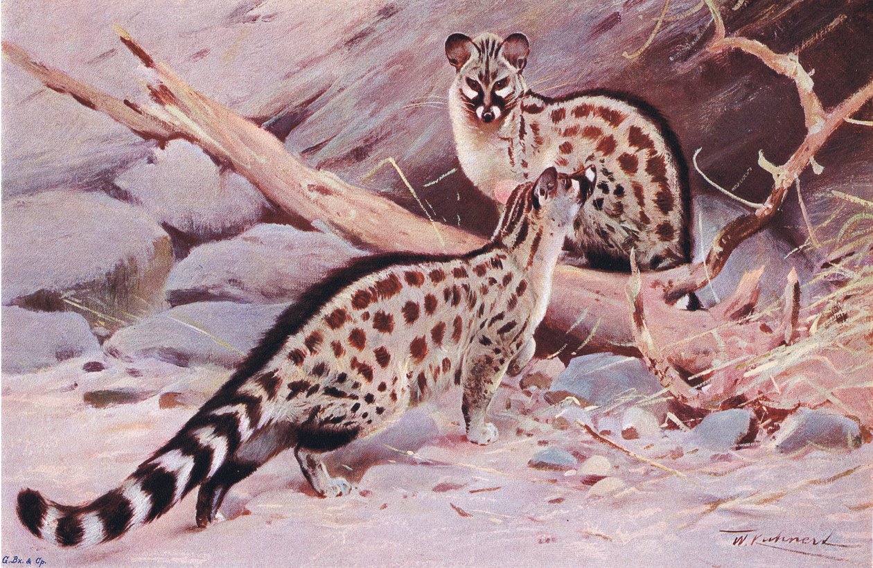 Dungola Genet，来自世界野生动物的插图，c.1910 作者 威廉·库纳特