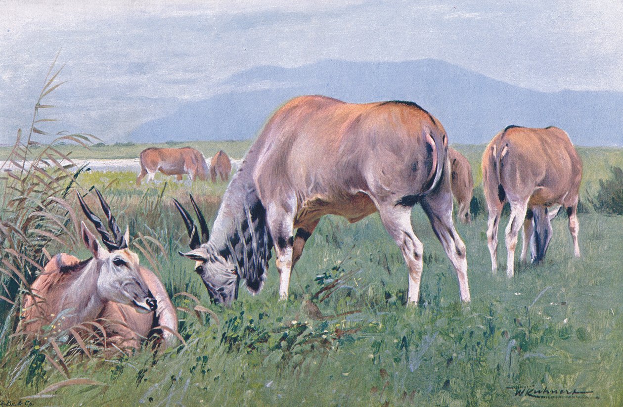 Eland，来自世界野生动物的插图，c.1910 作者 威廉·库纳特
