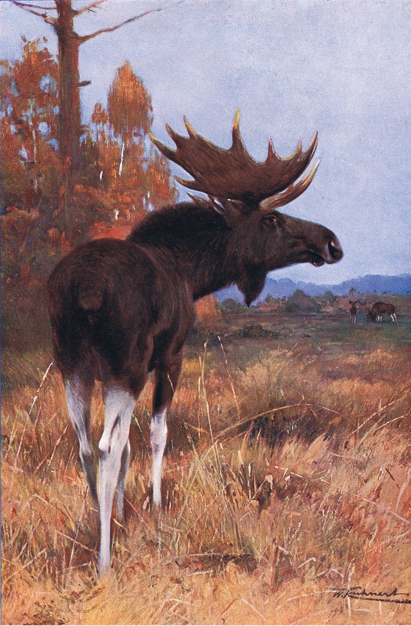 Elk或Moose，来自Frederick Warne＆Co出版的“世界野生动物”，c.1900 作者 威廉·库纳特