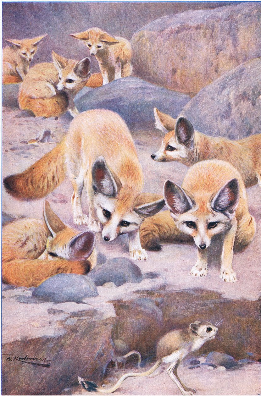 Fennec和Jerboa，来自世界野生动物的插图，c.1910 作者 威廉·库纳特