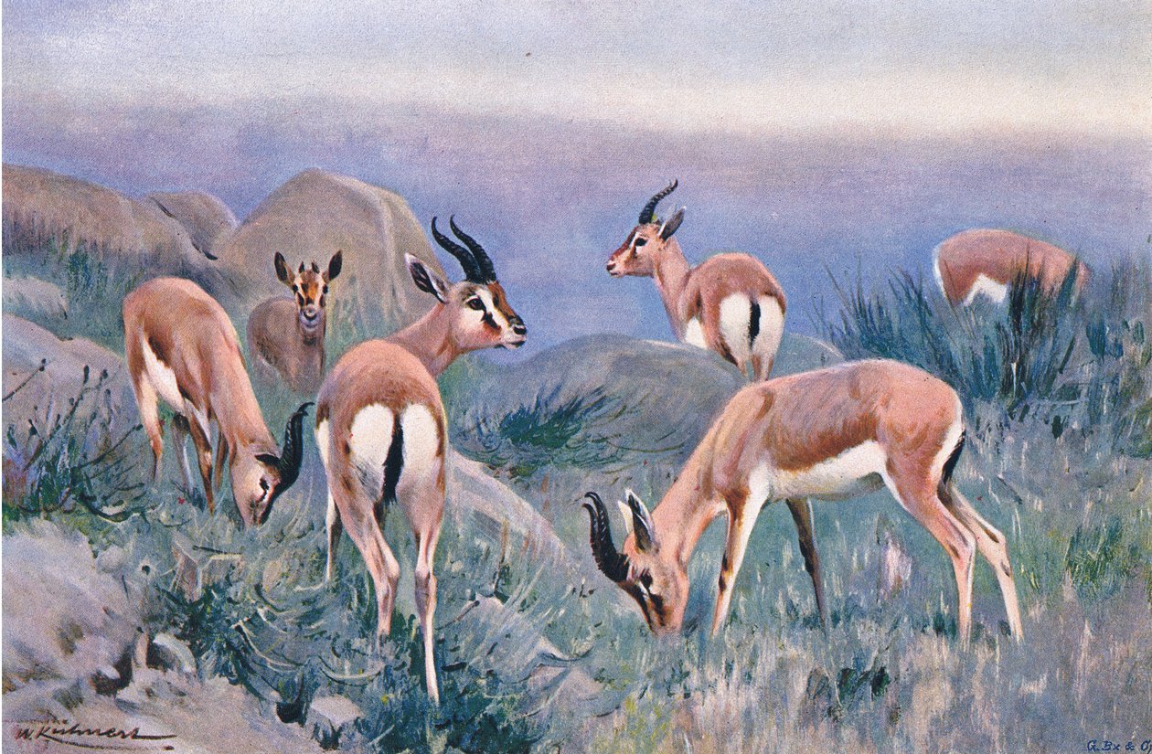 Gazelle，来自Frederick Warne＆Co出版的“世界野生动物”，c.1900 作者 威廉·库纳特