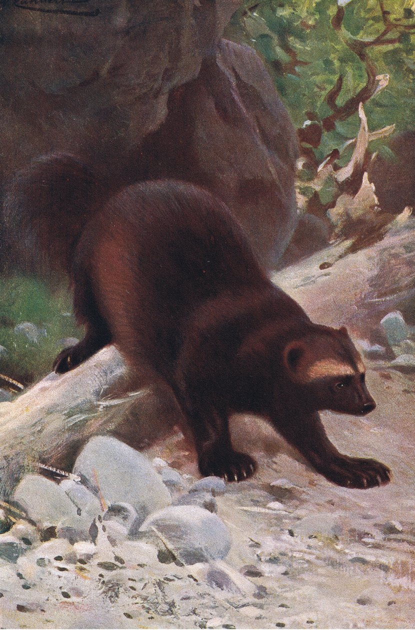 Glutton或Wolverine，来自Frederick Warne＆Co出版的“世界野生动物”，c.1900 作者 威廉·库纳特