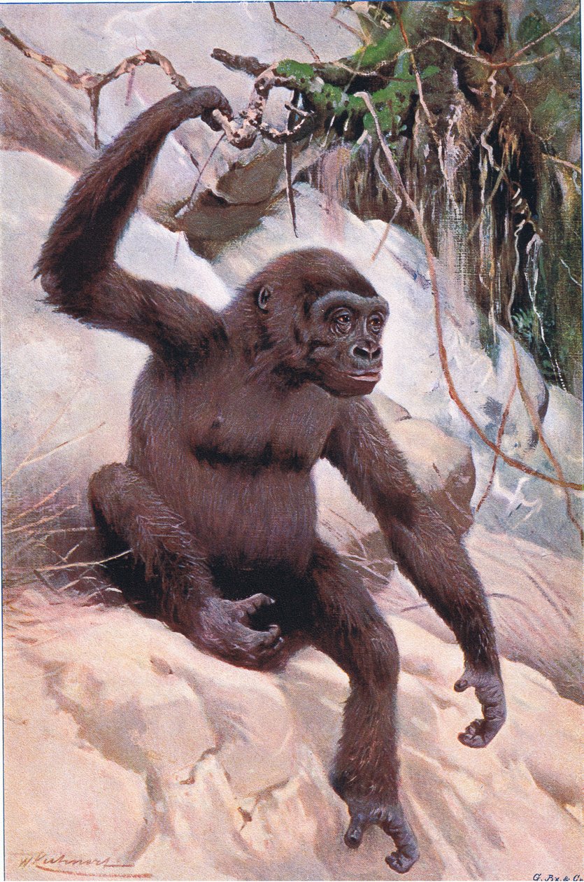 大猩猩，来自世界野生动物的插图，c.1910 作者 威廉·库纳特