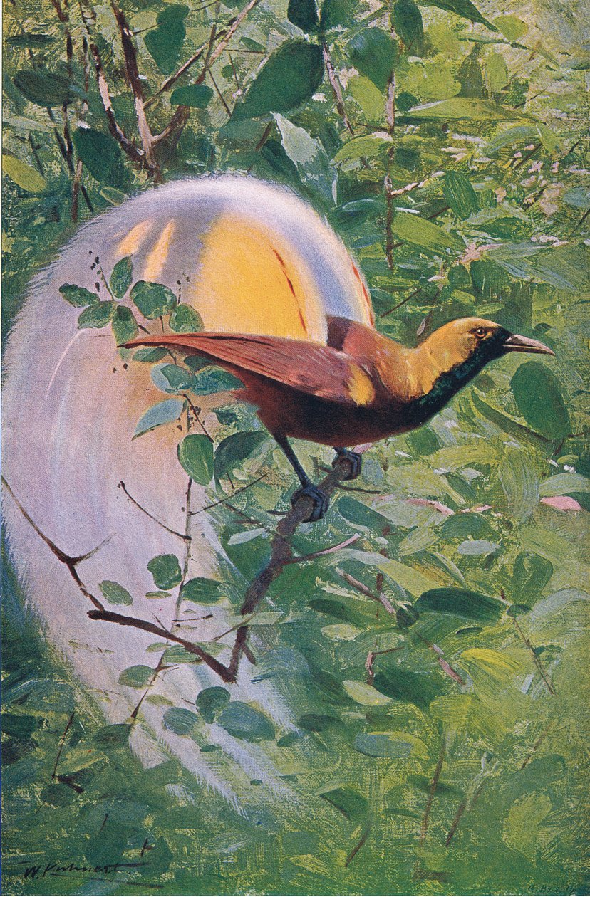 伟大的天堂鸟，来自世界野生动物的插图，c.1910 作者 威廉·库纳特
