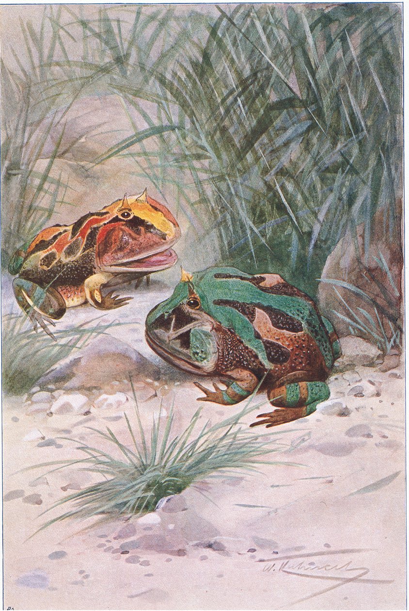 来自世界野生动物的角蛙，由Frederick Warne＆Co出版，c.1900 作者 威廉·库纳特