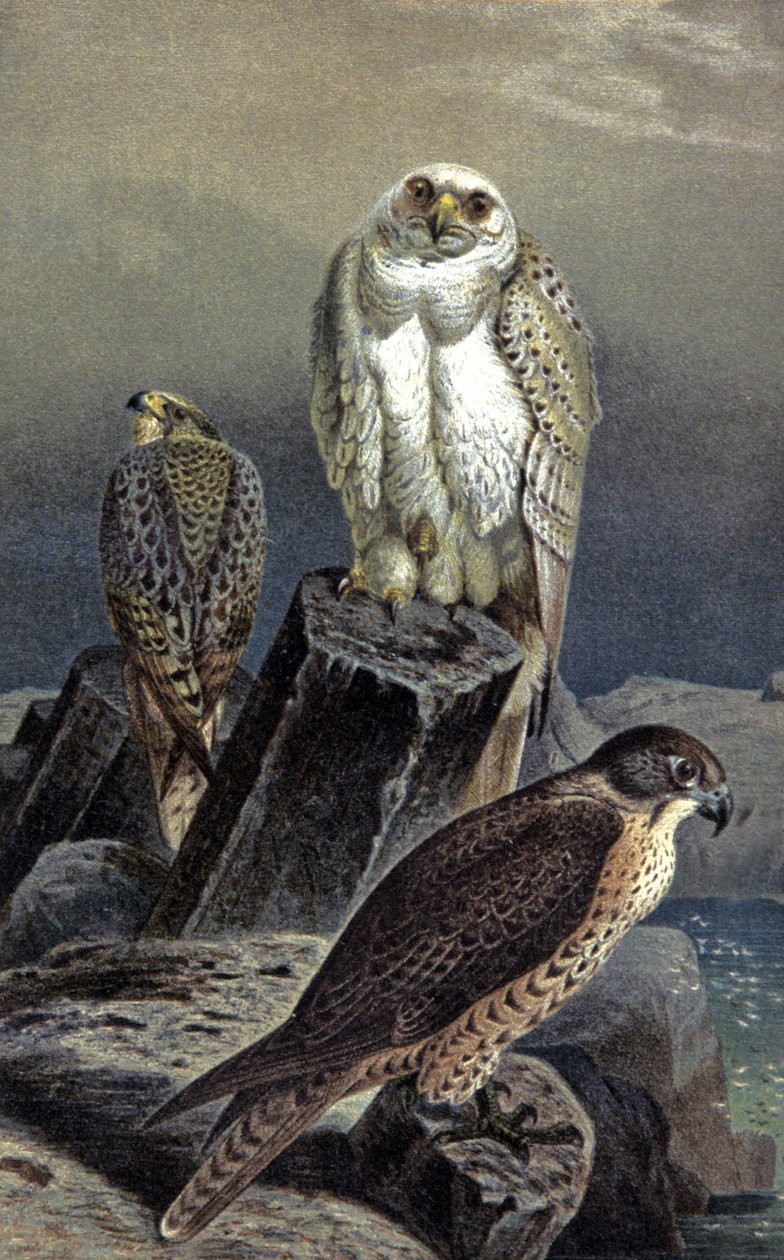 猎鹰，c.1910（插图） 作者 威廉·库纳特