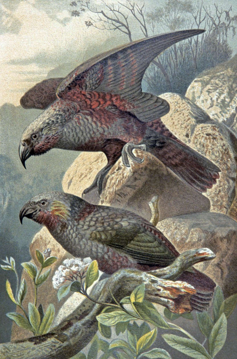 著名的内斯特·基亚 (Kea)，c.1910（插图） 作者 威廉·库纳特