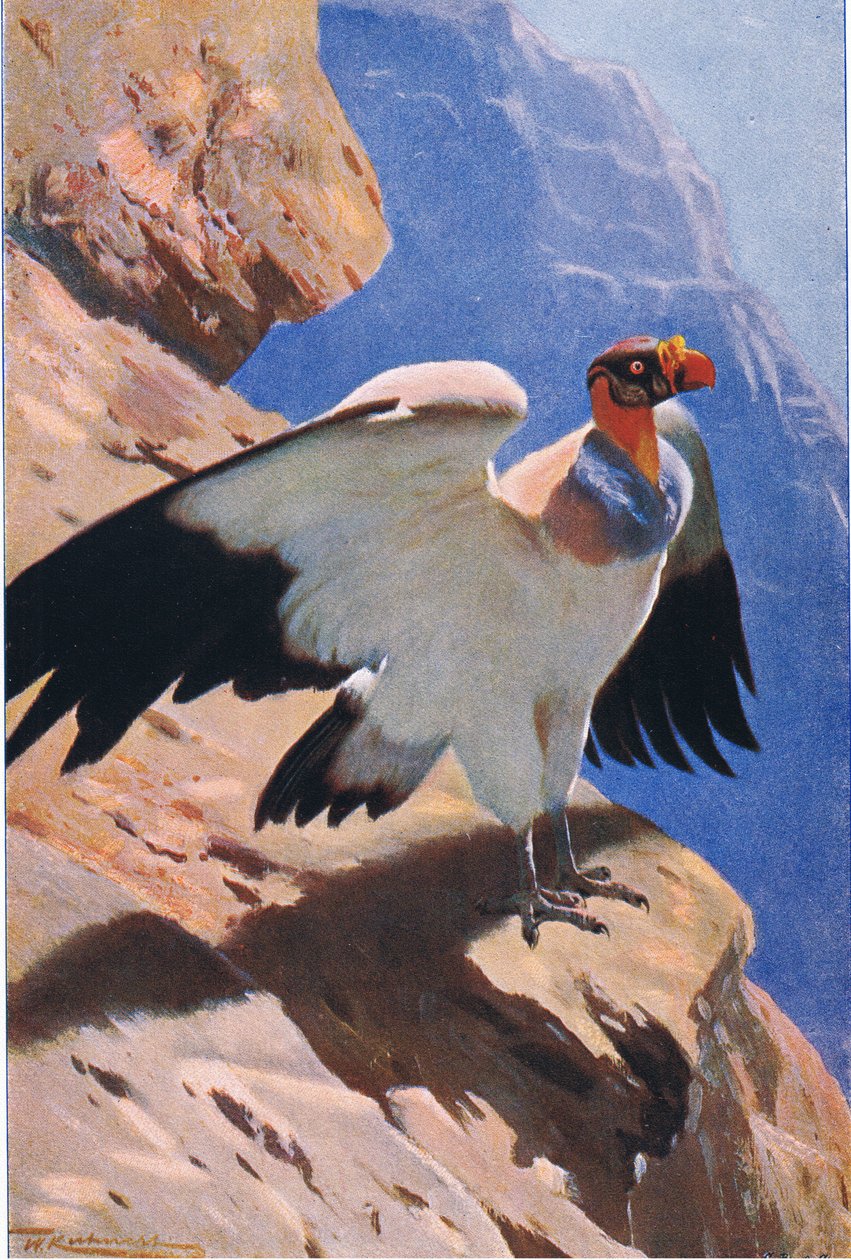 来自Frederick Warne＆Co出版的“世界野生动物”的金鹫，c.1900 作者 威廉·库纳特