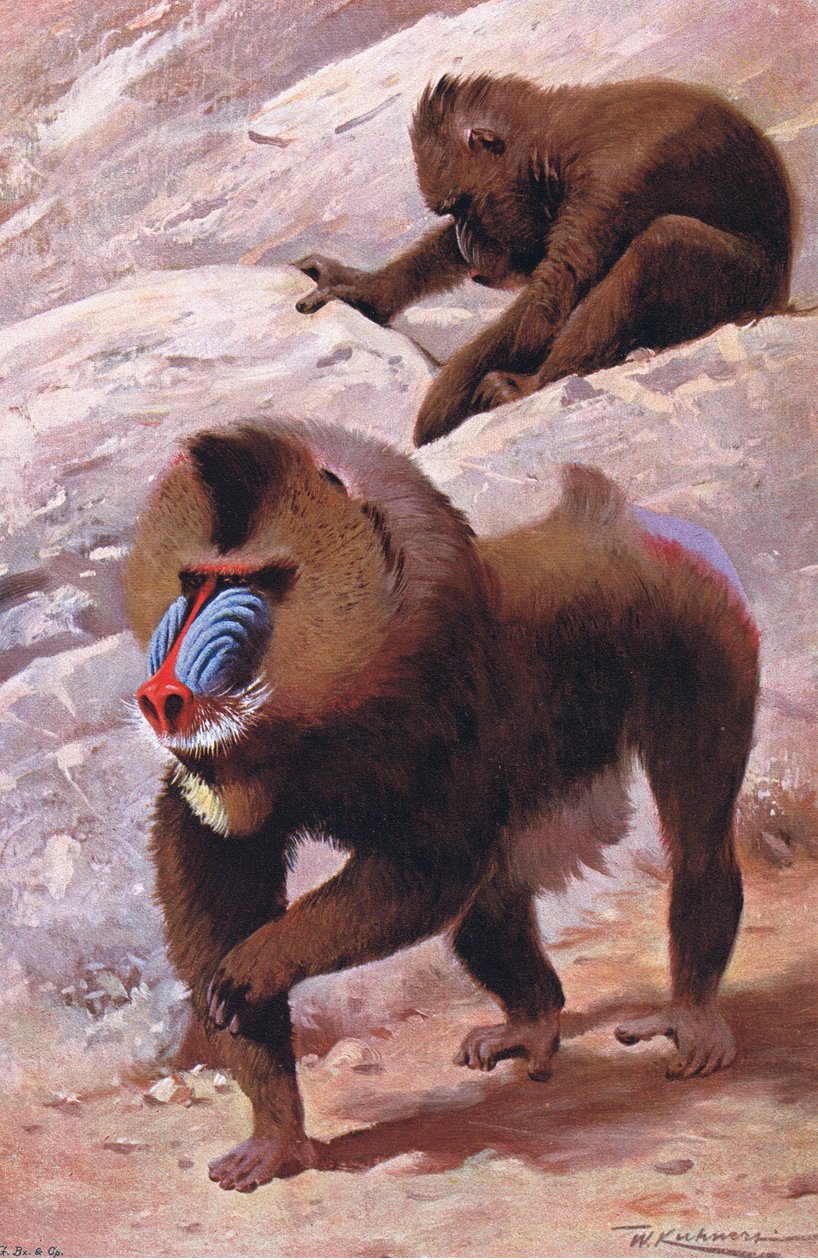 Mandrill，来自世界野生动物的插图，c.1910 作者 威廉·库纳特