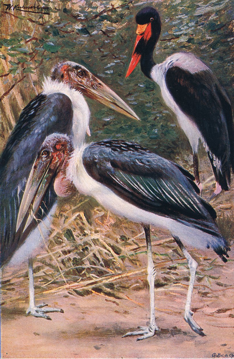 Marabou和Jabiru，来自世界野生动物的插图，c.1910 作者 威廉·库纳特