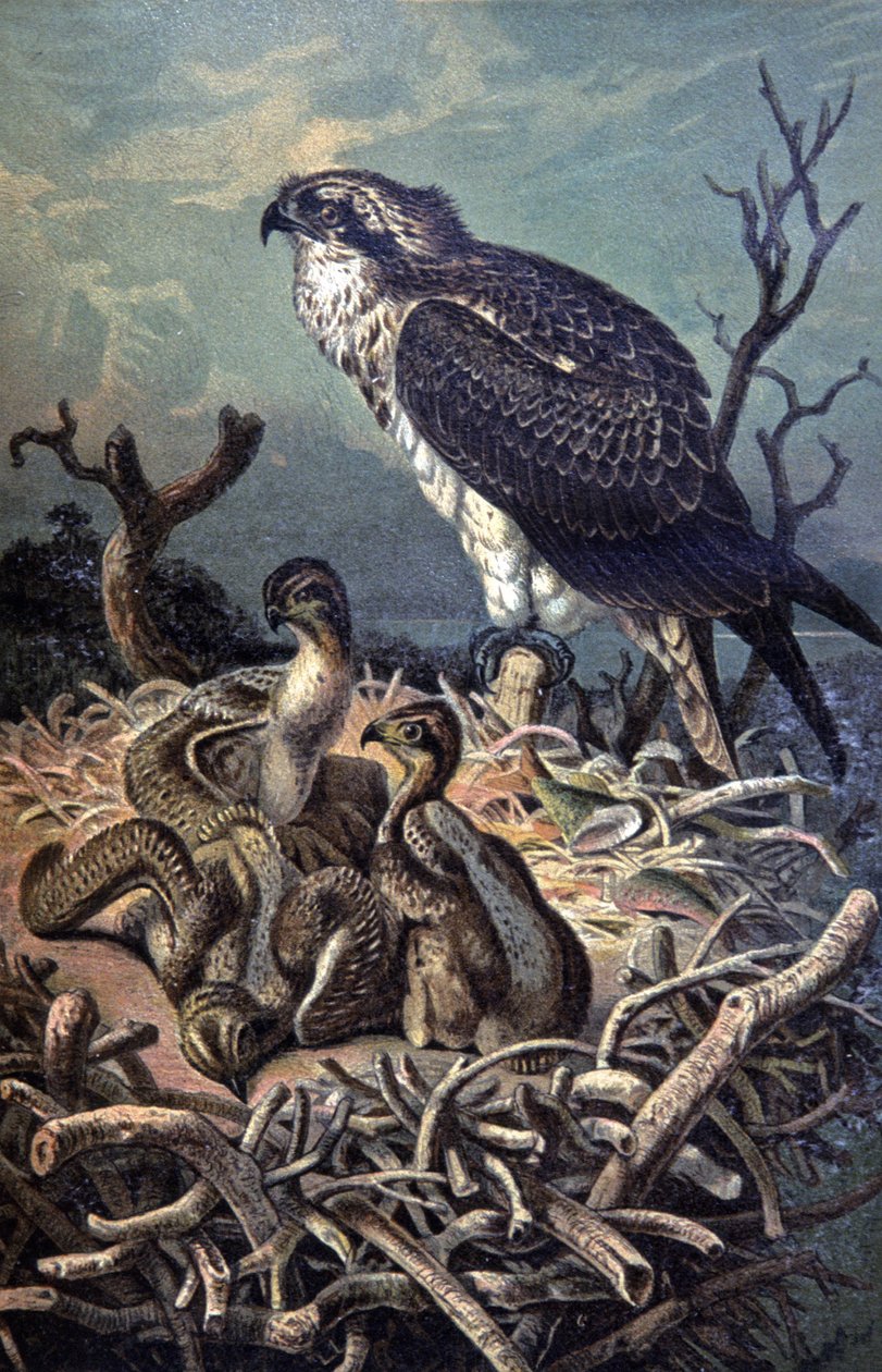 鱼鹰，c.1910（插图） 作者 威廉·库纳特
